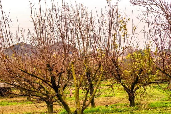 ağaçlar kır evi harabeye önünde çıplak dalları ile