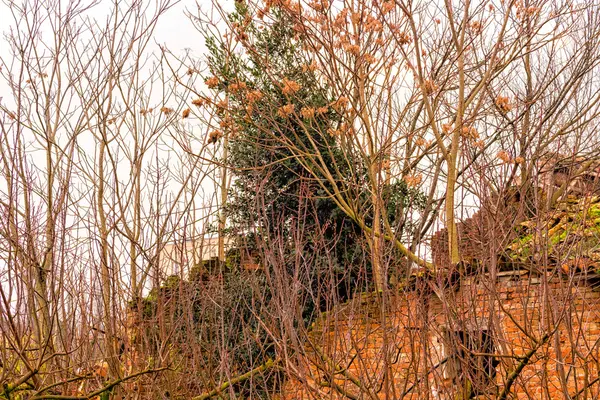 Trees with bare branches in front of country house in ruins — Stock Photo, Image