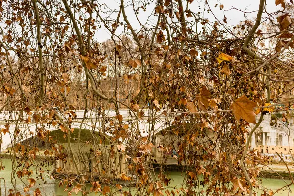 Autumn leaves and bridge over the Tiber river in Rome — Stock Photo, Image