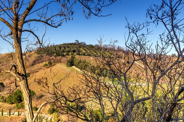 栽培の丘の枝 — ストック写真