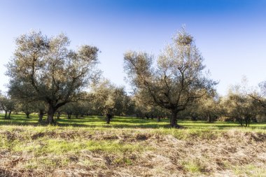 zeytin ağaçları ve sarı otlar