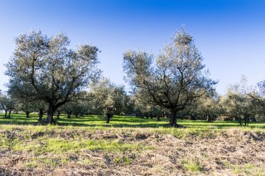 yeşil ve sarı otlar zeytin ağaçları