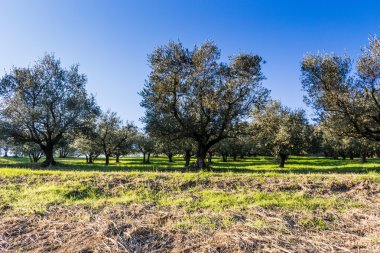 yeşil ve sarı otlar zeytin ağaçları