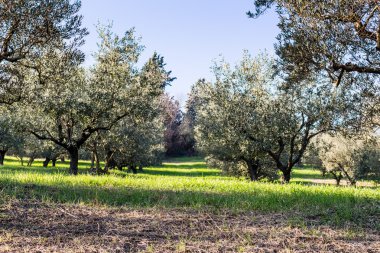 yeşil ve sarı otlar zeytin ağaçları