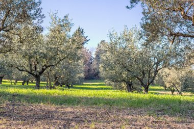 yeşil ve sarı otlar zeytin ağaçları