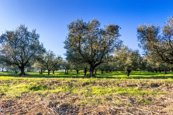 yeşil ve sarı otlar zeytin ağaçları