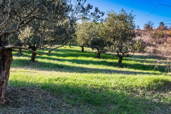 Olivenbäume auf grünen und gelben Unkräutern — Stockfoto