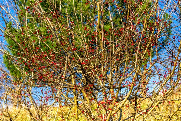 Röda bär på buske — Stockfoto