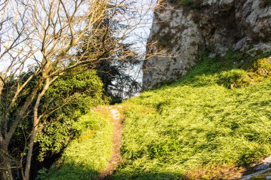 çalılar ve yeşil çim arasında yürüyüş yolu