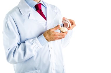 Doktor Diş döküm gösterilen beyaz ceket