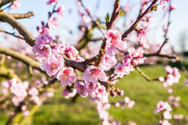 Detalles de cerca de los melocotoneros en flor tratados con fungicida — Foto de Stock