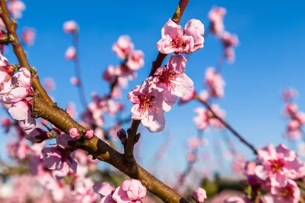 Detalles de cerca de los melocotoneros en flor tratados con fungicida — Foto de Stock