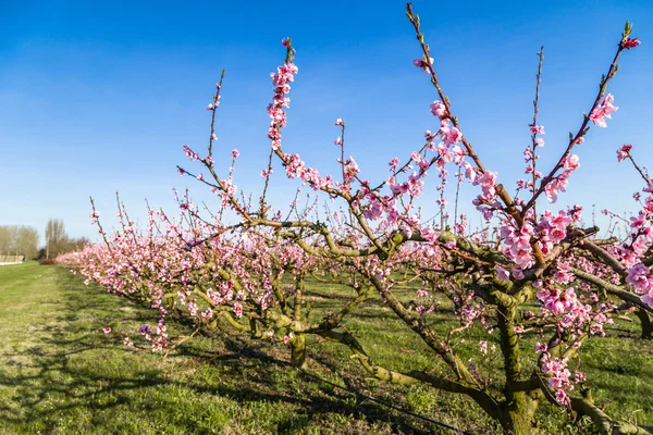 Campos cultivados de duraznos tratados con fungicidas — Foto de Stock