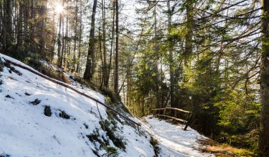 Dolomites Dağları alp ormanda yürüyüş yolu