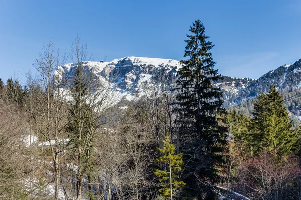 Winter wit besneeuwde bergen en groene naaldbomen — Stockfoto