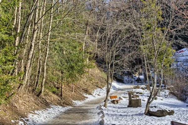 Sentier pédestre en forêt alpine sur les montagnes des Dolomites — Photo