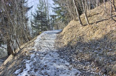 yaprakları halı dolomites dağlar çam ormanı içinde