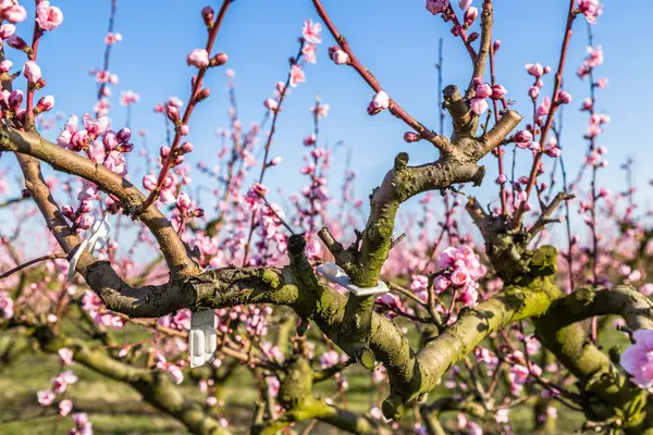 Detalles de cerca de los melocotoneros en flor tratados con fungicida — Foto de Stock