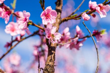 Arı şeftali ağaçlarının ekili alanlar üzerinde mantar ilaçları ile tedavi
