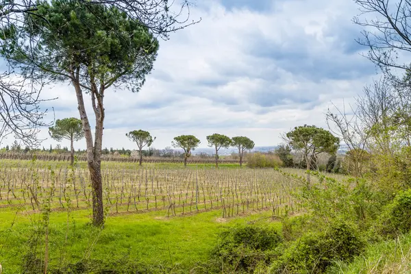 Agricultural cultivated fields in Italy — Stock Photo, Image