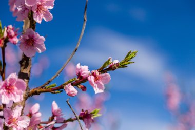 Çiçek açması şeftali ağaçları fungicid ile tedavi ayrıntılarını yakın çekim