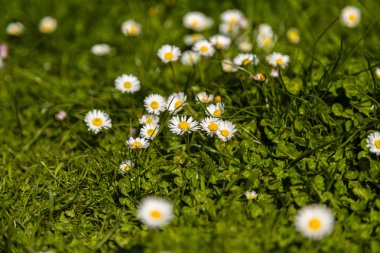 Papatya veya bellis lerdeki yakın çekim