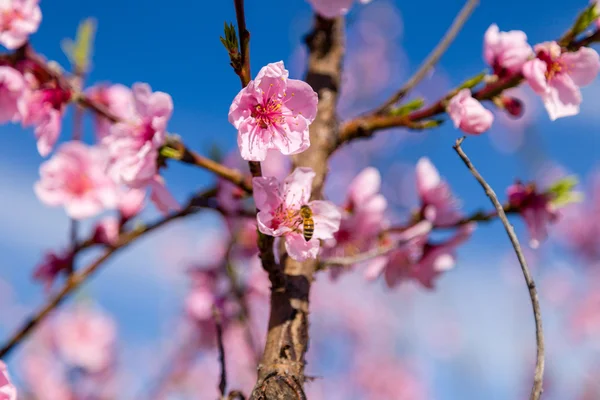 Detalles de cerca de los melocotoneros en flor tratados con fungicida — Foto de Stock