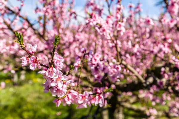 Campos cultivados de duraznos tratados con fungicidas — Foto de Stock