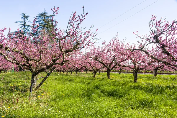 La llegada de la primavera en el florecimiento de los melocotoneros tratados w — Foto de Stock