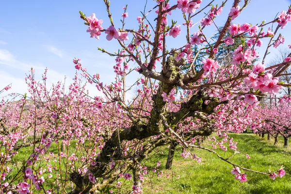 La llegada de la primavera en el florecimiento de los melocotoneros tratados w — Foto de Stock