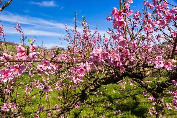 La llegada de la primavera en el florecimiento de los melocotoneros tratados w — Foto de Stock