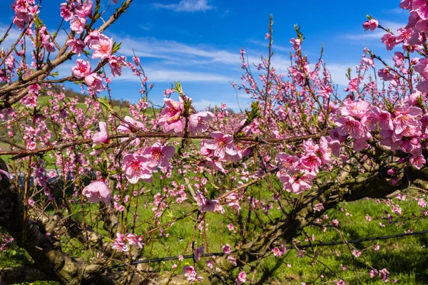 La llegada de la primavera en el florecimiento de los melocotoneros tratados w — Foto de Stock