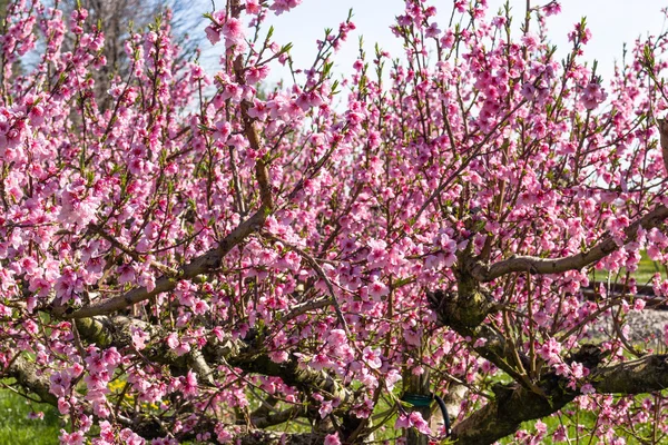 La llegada de la primavera en el florecimiento de los melocotoneros tratados w — Foto de Stock
