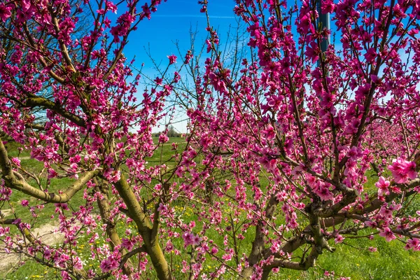 La llegada de la primavera en el florecimiento de los melocotoneros tratados w — Foto de Stock