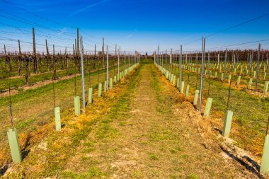 yeni satırlar düzenlenen meyve bahçeleri ekilen 