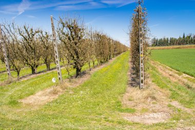 Satırlara ayrılmış bahçeler 