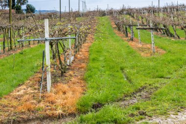 Hills yükseltmelerdeki huzurlu üzüm bağları 