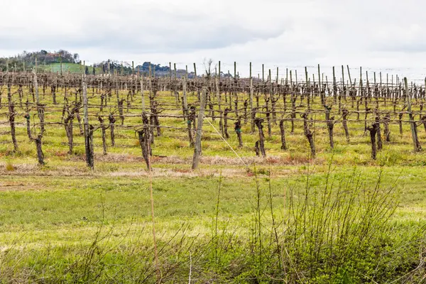 Viñedos pacíficos en colinas onduladas — Foto de Stock