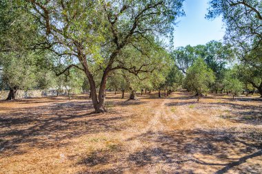 İtalya'nın Puglia kentinde Salento'da zeytin ağaçlarının korusu