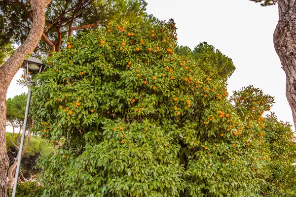 Tangerine Tree Lots Fruits Stock Image