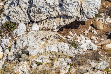 taşlı bir sahil kayalar ve weeds arasında kertenkele