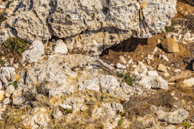 taşlı bir sahil kayalar ve weeds arasında kertenkele