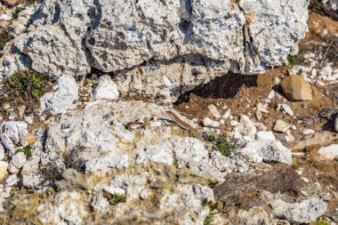 taşlı bir sahil kayalar ve weeds arasında kertenkele