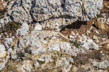 taşlı bir sahil kayalar ve weeds arasında kertenkele