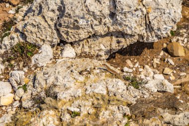 taşlı bir sahil kayalar ve weeds arasında kertenkele