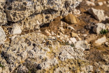 taşlı bir sahil kayalar ve weeds arasında kertenkele