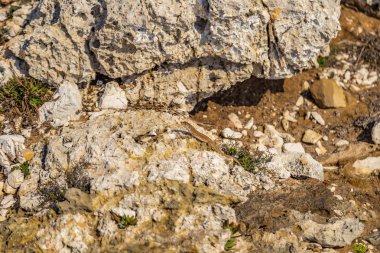 taşlı bir sahil kayalar ve weeds arasında kertenkele