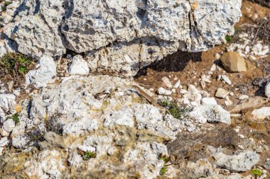 taşlı bir sahil kayalar ve weeds arasında kertenkele