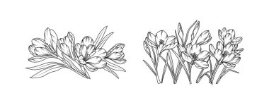 Crocus flower arrangement line art on white background. Silhouette crocus botanical hand drawn element for wedding, invitation frame design, vector illustration.