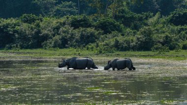 Hindistan, Assam eyaletindeki Kaziranga Ulusal Parkı 'ndaki gergedanlar..
